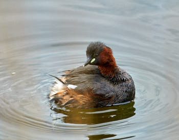 Faune des marais<br>NIKON D300S, 500 mm, 2200 ISO,  1/1600 sec,  f : 5.6 